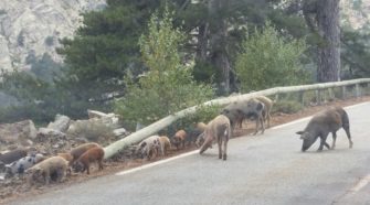 cochons ou sangliers